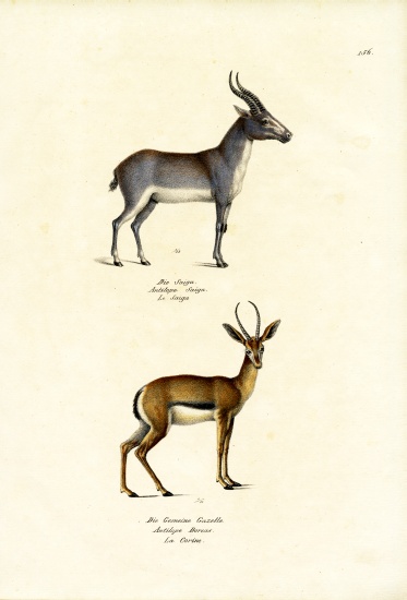 Saiga Antelope von Karl Joseph Brodtmann