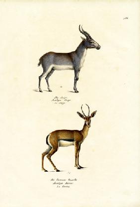 Saiga Antelope 1824