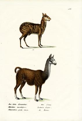 Siberian Musk Deer 1824