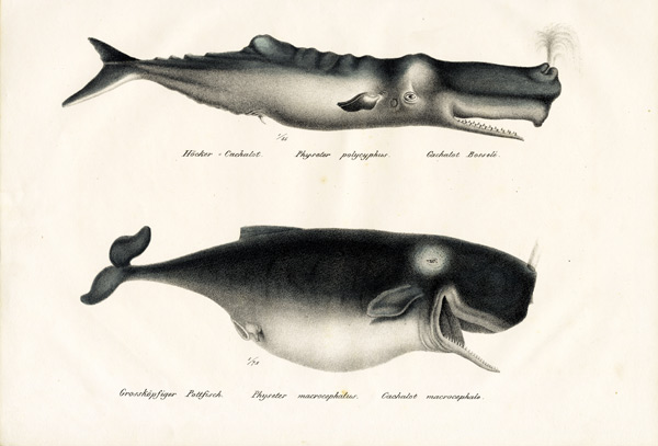 Sperm Whales von Karl Joseph Brodtmann