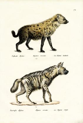Spotted Hyaena 1824