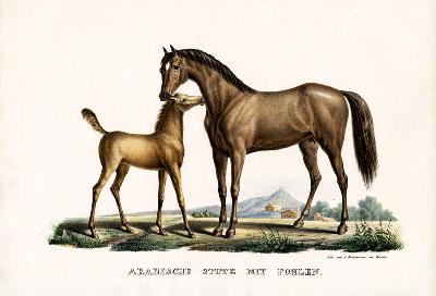 Arab Horse With Fowl 1824
