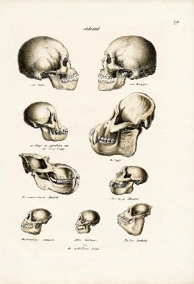 Human Skulls 1824