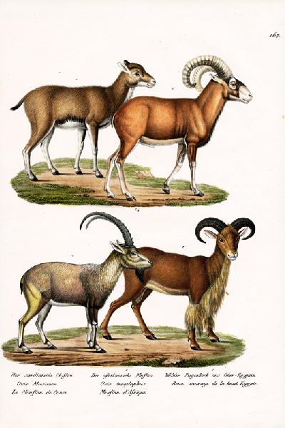 Mouflon 1824