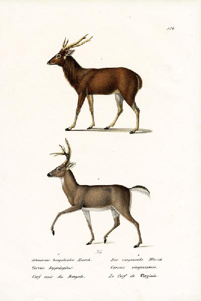 Red Deer 1824