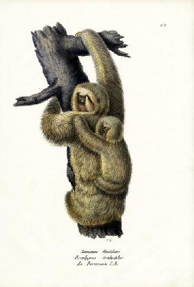 Three-Toad Sloth 1824