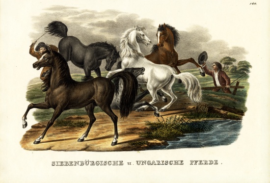 Transylvanian And Hungarian Horses von Karl Joseph Brodtmann
