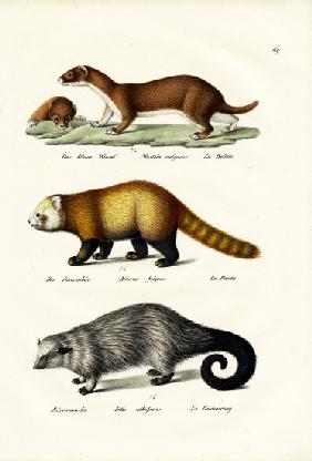 Weasel 1824