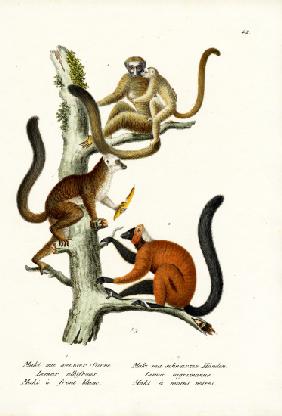 White-Fronted Lemur 1824