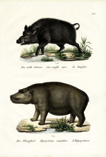 Wild Boar von Karl Joseph Brodtmann