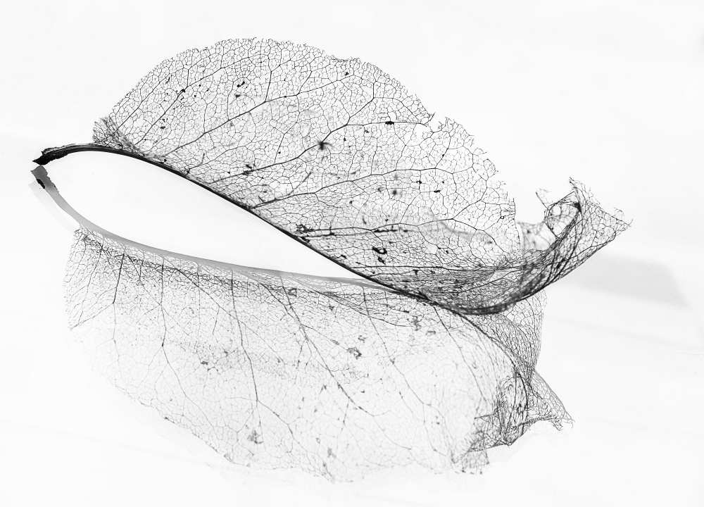 The old leaf von Katarina Holmström