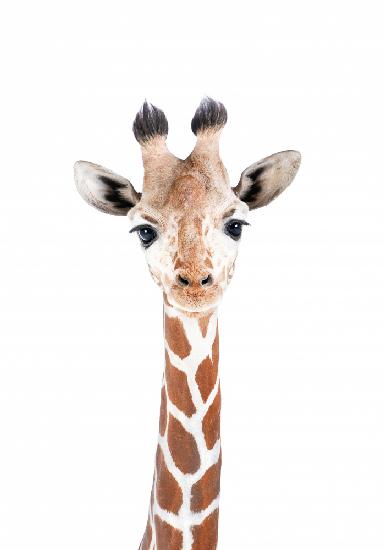 Baby-Giraffe