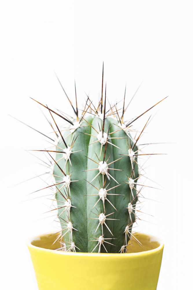 Stacheliger Kaktus von Kathrin Pienaar