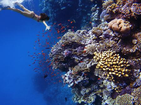 Tiefsee-Korallentauchgang