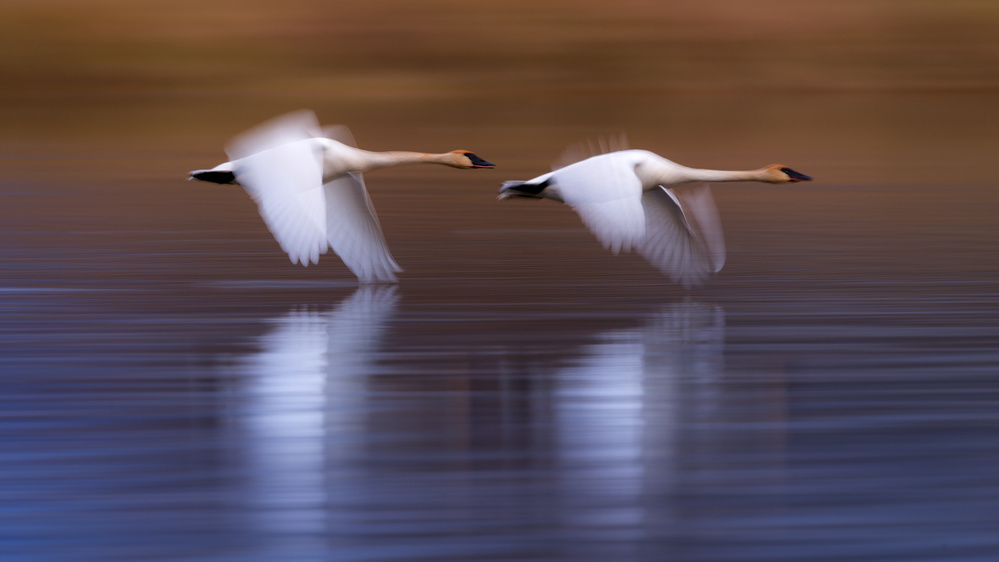 Weiße Schwäne fliegen über den See von Katsu Uota