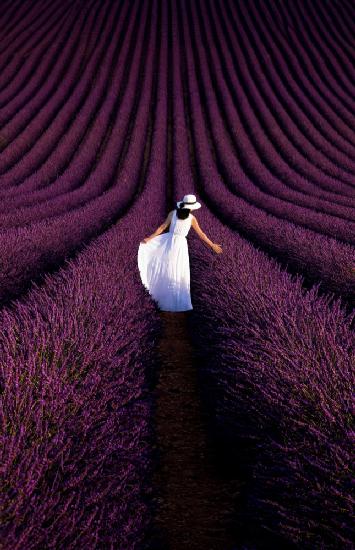 Provence Ultra Purple