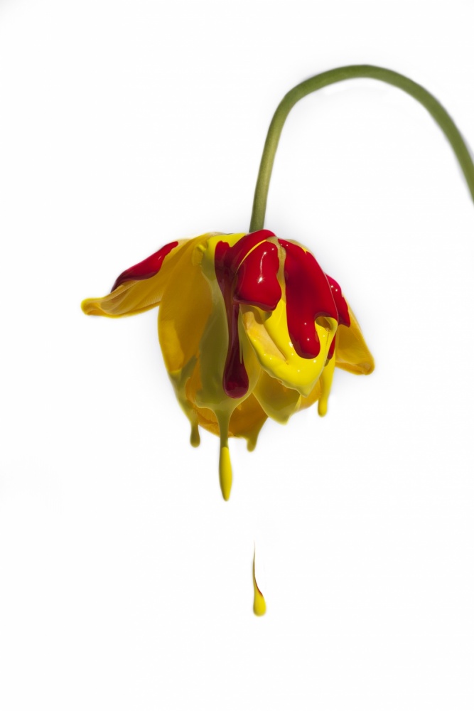 Weinende Blume von Kent Mathiesen