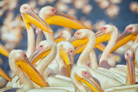 Wandernde Pelikane