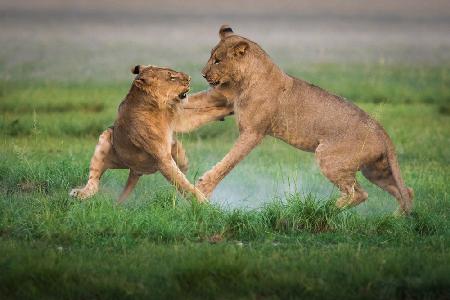 Lions-Spiel