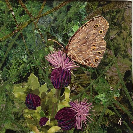 Flit - Satyr Butterfly On Thistle 2016