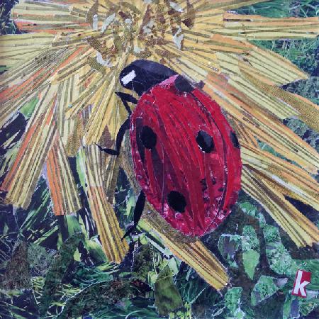 Rise Ladybird On Chrysanthemum 2016