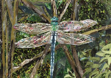 Turquoise Dragonfly 2017