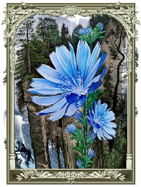 Blauen Blumen 2019