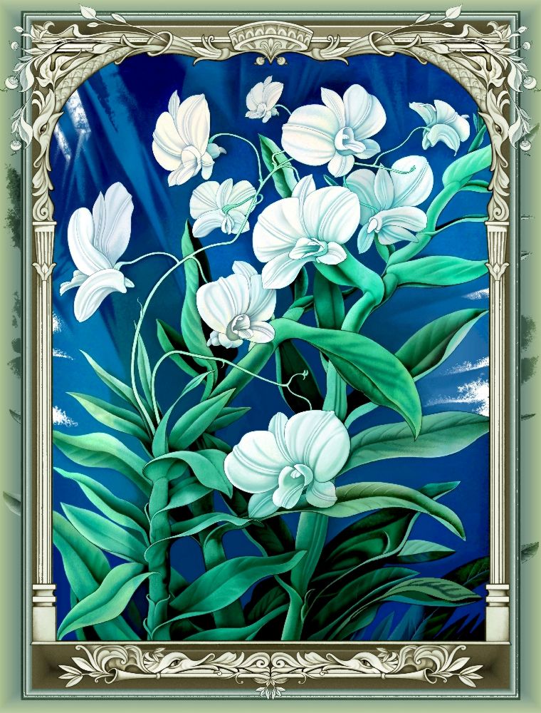 Die Orchideen (Variante) von Konstantin Avdeev