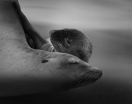 Seelöwenwelpe mit der Mutter