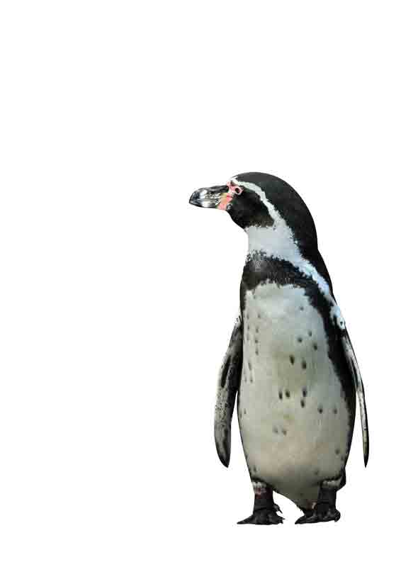 Pinguin von KUNSTKOPIE