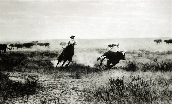 Cowboy on horseback lassooing a calf (b/w photo)  von L.A. Huffman