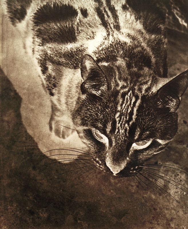 Katze (Negativ-Abzug) von László Moholy-Nagy