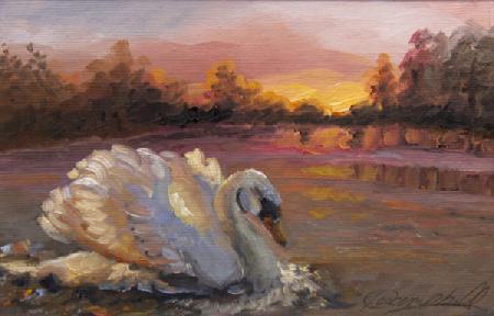 Swan at Sunrise 2016