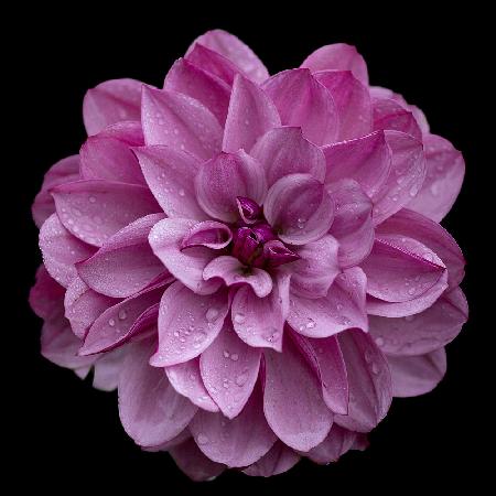 Dahlia pinnata (rosa)