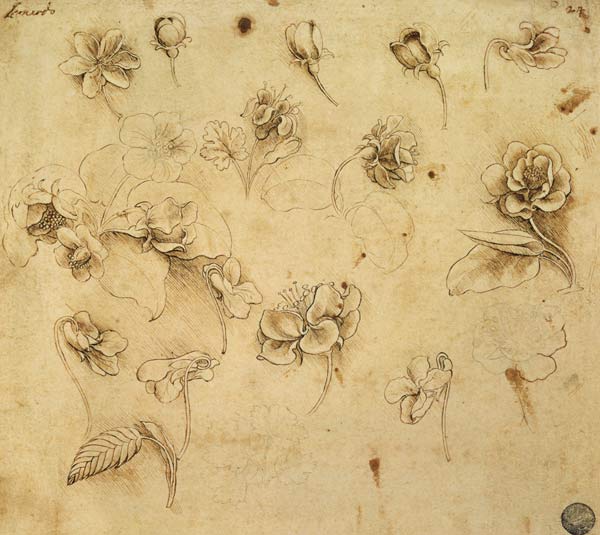Study of flowers von Leonardo da Vinci