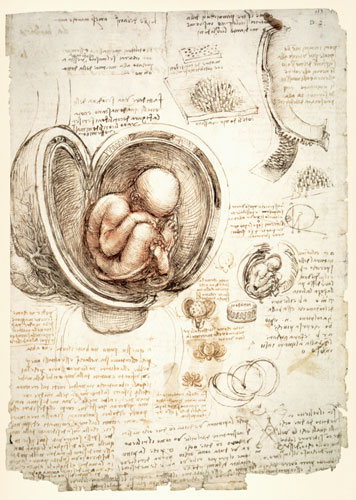 The Human Foetus in the Womb, facsimile copy  & von Leonardo da Vinci