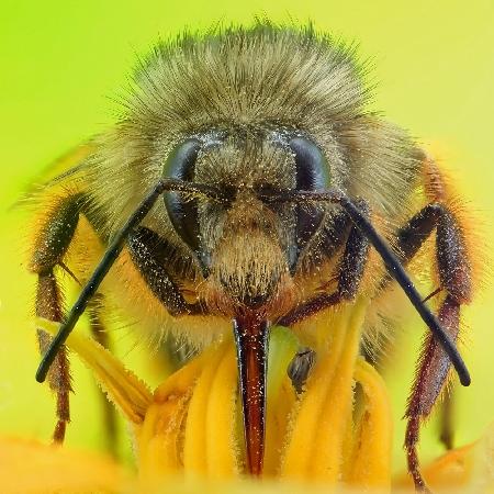 das Bienenporträt