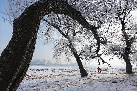 Baum und gefrorenes Land