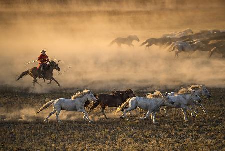 Mongolei-Pferde