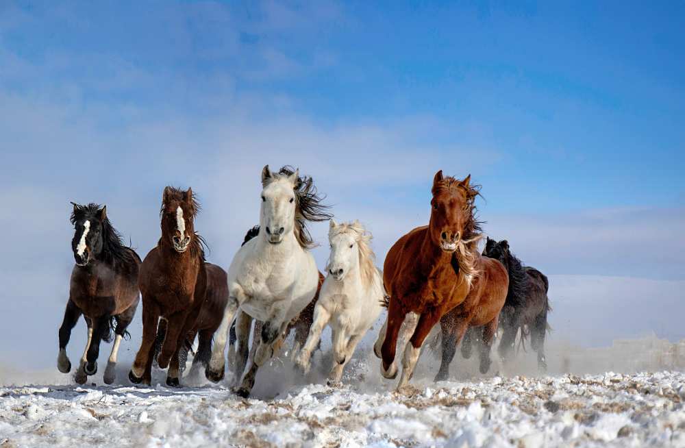 Mongolia Horses von Libby Zhang