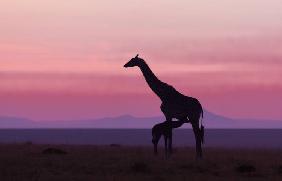 Good morning Masai Mara 7