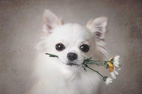 Chihuahua mit Blumen