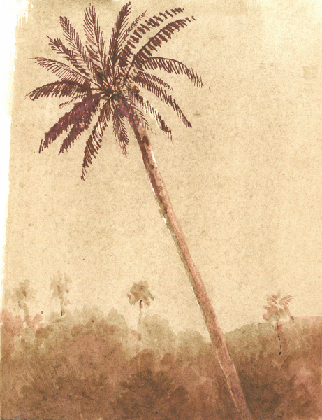 Palm Tree von Lincoln  Seligman