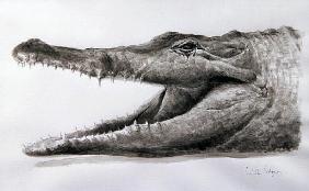 Crocodile, 2005 (acrylic) 