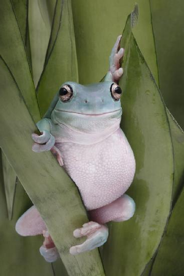 Eine weiße Laubfrosch-Pose