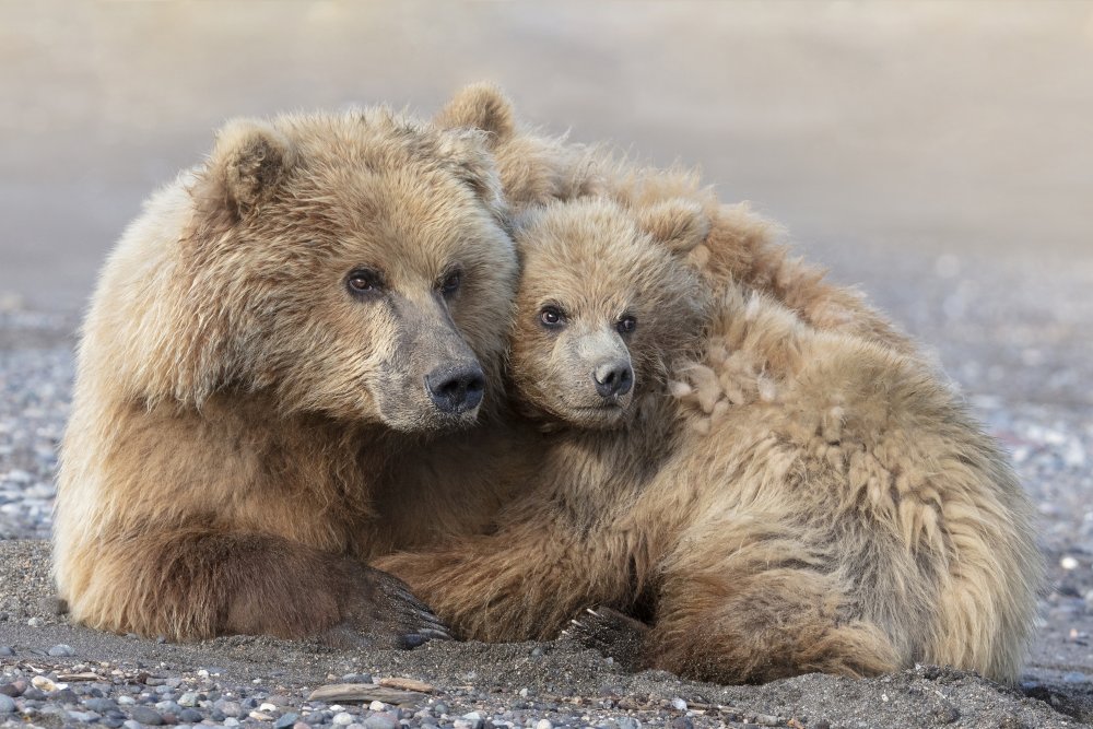 Momma Bear und Cub Aware von Linda D Lester