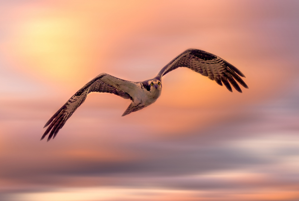 Fliegender Fischadler von Ling Lu