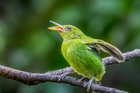 Green Honeycreeper singt