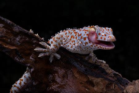 Lächelnder Gecko