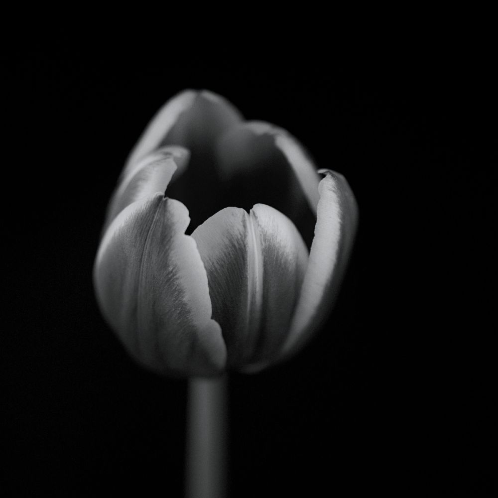 Tulpe in Mono von Lotte Gronkjaer